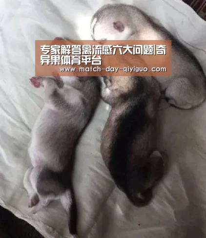 专家解答禽流感六大问题|奇异果体育平台(图2) 奇异果体育平台入口