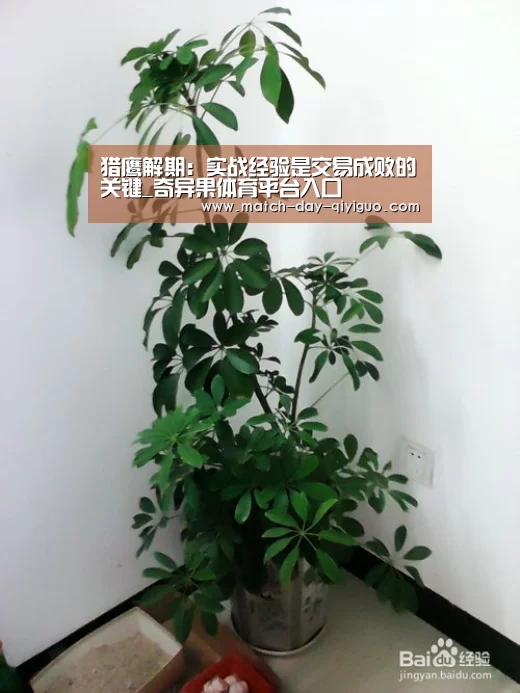 猎鹰解期:实战经验是交易成败的关键_奇异果体育平台入口(图3) 奇异果体育平台入口